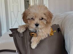 Schattige Maltipoo-puppy's beschikbaar