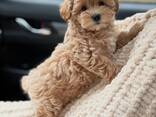Schattige Maltipoo-puppy's beschikbaar - фото 2