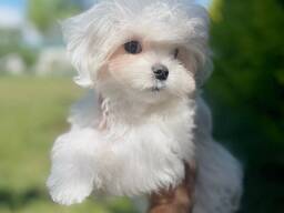 Schattige Maltipoo-puppy's van 8 weken oud beschikbaar