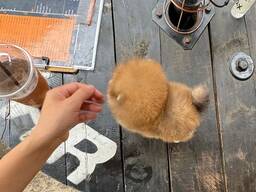 Schattige Pomeriaan-puppy van 9 weken oud beschikbaar