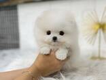Schattige Pomeriaan-puppy van 9 weken oud beschikbaar - photo 1