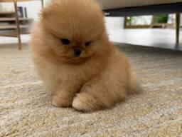 Schattige Pomeranian-puppy's van 7 weken oud beschikbaar