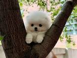 Schattige Pomeriaan-puppy van 9 weken oud beschikbaar - photo 3