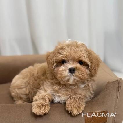 Schattige puppy van 10 weken oud zoekt een liefdevol thuis