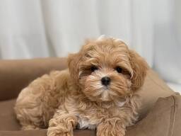 Schattige puppy van 10 weken oud zoekt een liefdevol thuis