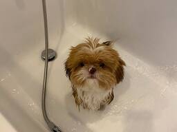 Schattige Shih Tzu-puppy van 10 weken oud beschikbaar