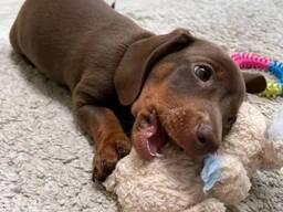 Schattige teckelpuppy van 10 weken oud beschikbaar!