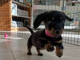 Teckelpuppy's zoeken een liefdevol thuis. - фото 3
