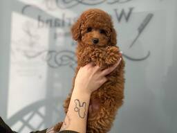 Schattige toypoedelpuppy's