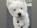 Schattige West Highland White Terrier-puppy's – 11 weken oud - photo 1