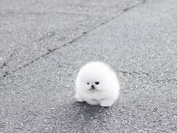 Schattige witte Pomeriaan-puppy's van 9 weken oud te koop