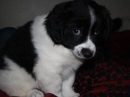 Schitterende Border Collie-puppy's