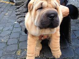 Shar-Pei-puppy's