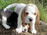 Щенки Бигля - фото 1