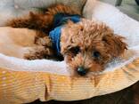 Schattige Toypoedelpuppy's, - фото 2