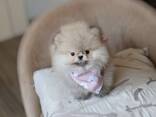 Щенки померанского шпица - фото 3