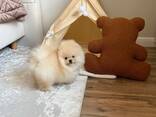 Продаются три прекрасных щенка померанского шпица; они ищут свой постоянный дом. - фото 3