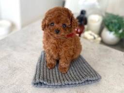 У нас в продаже два очаровательных щенка той-пуделя, зарегистрированных в IKC (Индийском к