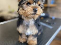 Щенки Йоркширского терьера