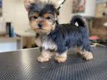 Щенки Йоркширского терьера - фото 2