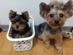 Милые миниатюрные щенки йоркширского терьера