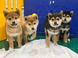 Elite Shiba Inu-puppy's - фото 1