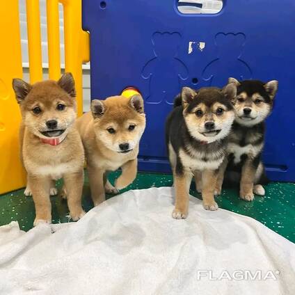 Elite Shiba Inu-puppy's