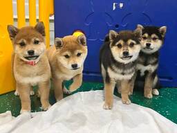 Elite Shiba Inu-puppy's
