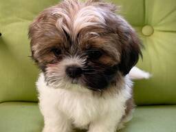 Shih Tzu-puppy's zoeken een liefdevol thuis