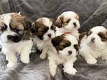 Shih Tzu-puppy's zoeken een liefdevol thuis - photo 1