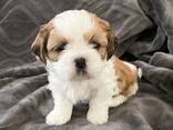 Shih Tzu-puppy's zoeken een liefdevol thuis - photo 3