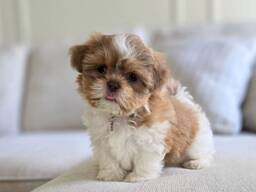 Shihtzu Puppy