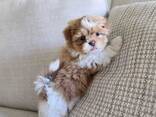Shihtzu Puppy - фото 1