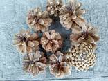 Шишка Pinus nigra (сосны черной)100 штук, шишки для декора, сосновые шишки - photo 6