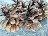 Шишка Pinus nigra (сосны черной)100 штук, шишки для декора, сосновые шишки - photo 8