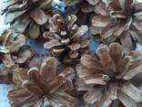 Шишка Pinus nigra (сосны черной)100 штук, шишки для декора, сосновые шишки - photo 10