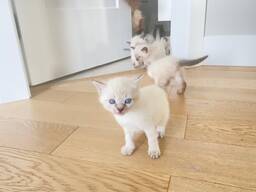 Siamese kitten beschikbaar – 10 weken oud