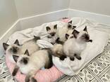 Siamese kitten beschikbaar – 10 weken oud - photo 1