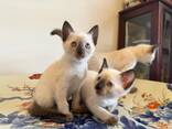 Siamese kittens WhatsApp me op. .. .. - фото 2