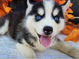 Siberische husky pups te koop.