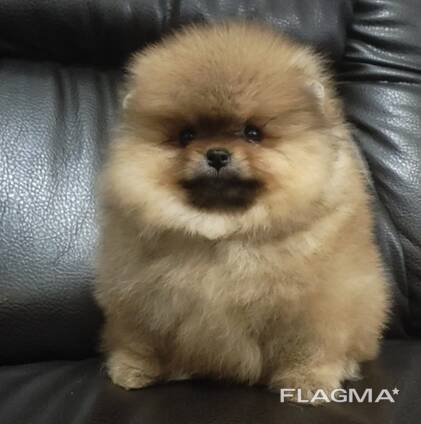 Собака