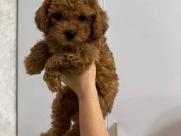 Продаются очаровательные щенки той-пуделя.