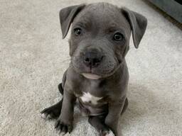 Staffordshire Pups Erkend Fokker Schotland