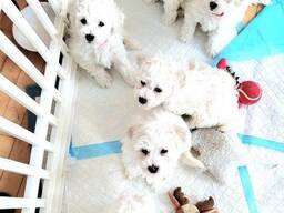 Stamboom Dl Reg Bichon Frise - Reu