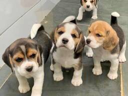 Stijve beagle pups beschikbaar