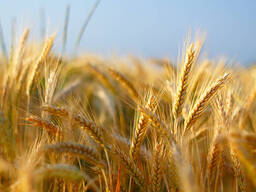 Tarwe verkopen 2kl. met eiwit 12,5%