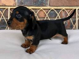 Teckelpuppy's beschikbaar – 11 weken oud