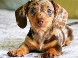 Teckelpuppy's beschikbaar