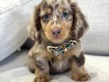 Teckelpuppy's zoeken een liefdevol thuis. - photo 2