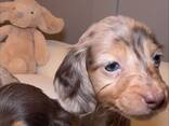 Teckelpuppy's zoeken een liefdevol thuis. - photo 3